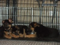 2011 Puppies