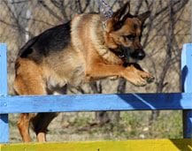 A german shepherd jumping over an obstacle.