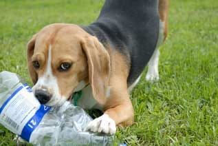 A dog is playing with a plastic bottle