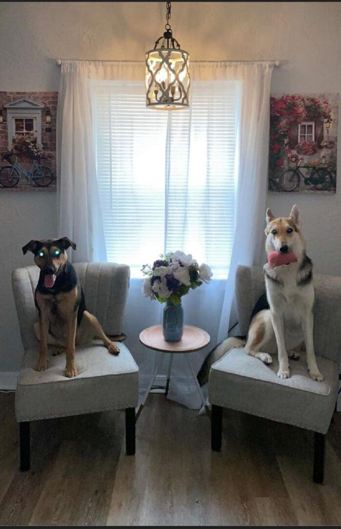 Two dogs sitting on chairs in a room.