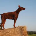 A dog standing on top of hay bale.