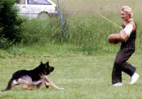 A dog and its owner are playing tug of war.