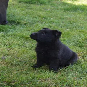 A black dog sitting in the grass next to another animal.