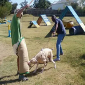 A man and woman playing with a dog in an obstacle course.