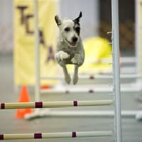 A dog jumping over an obstacle in agility.