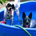 Two dogs in a pool of water with hose.