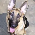 A dog with long ears and a tongue hanging out.