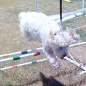 A white dog jumping over an obstacle course.