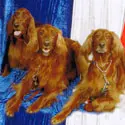 Three dogs sitting on a blue and white background