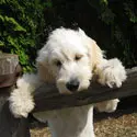 A white dog is holding on to a wooden fence