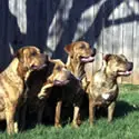 Four dogs are standing in a grassy area.