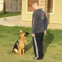 A man and his dog in the yard