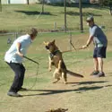 Two men and a dog playing tug-o-war with ropes.
