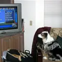 A dog sitting on the couch watching tv