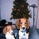 Two dogs sitting on a couch next to a christmas tree.