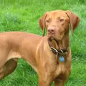 A brown dog standing in the grass with its head turned to the side.